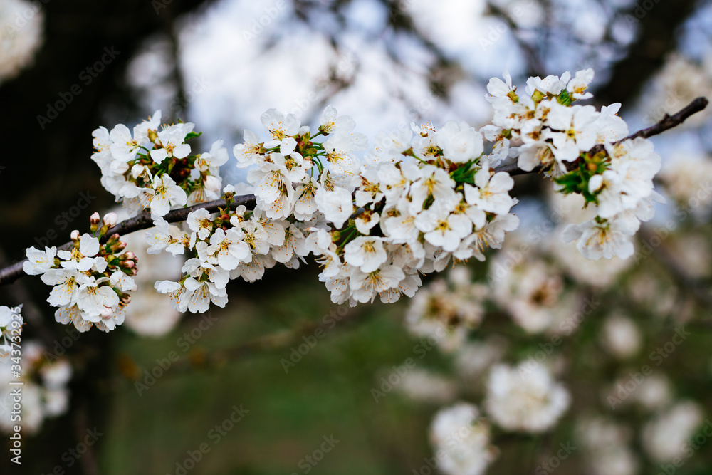 Spring has come. sweet cherries bloomed in white.
