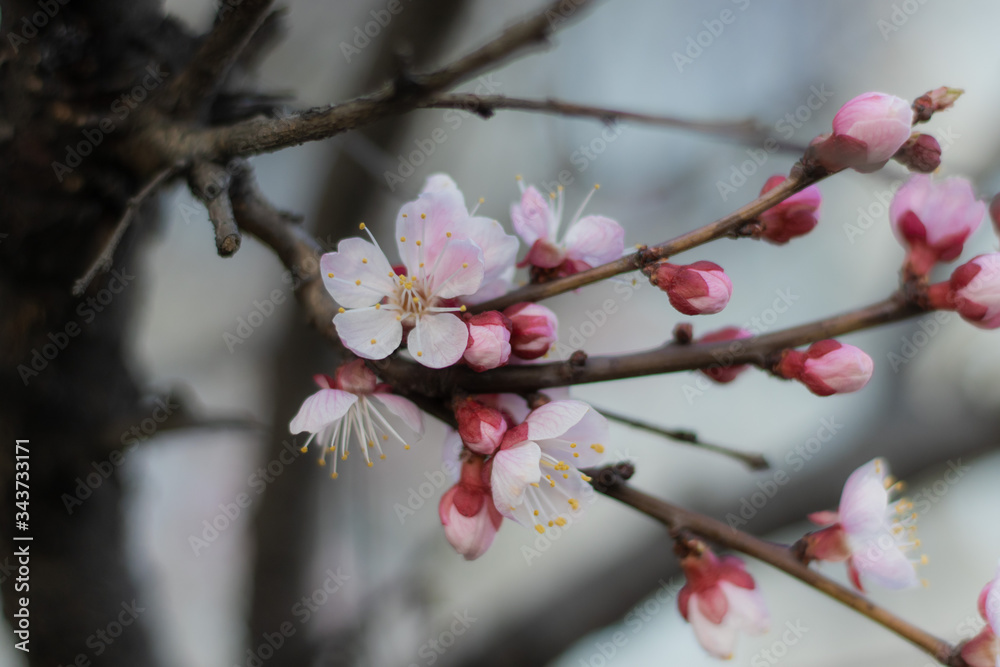 Tender White-Pink Blossoms on Blooming Apricot tree in the Spring Tender White-Pink Blossoms on Blooming Apricot tree in the Spring