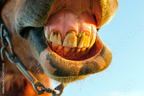 Brown horse laughing and smiling outdoors