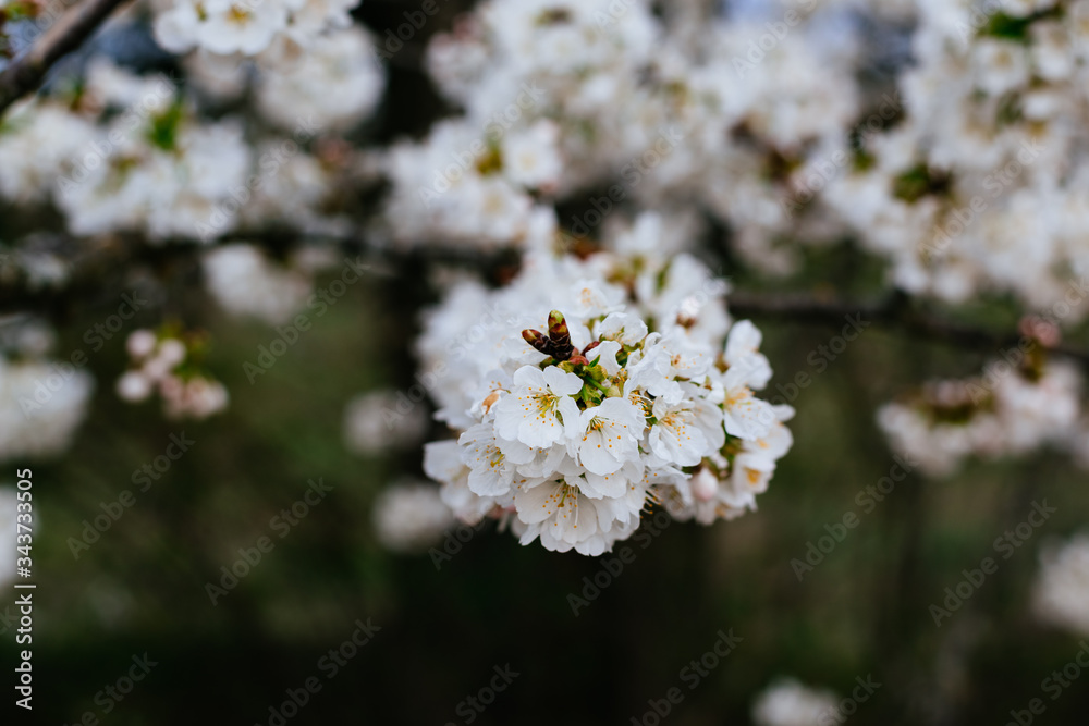 Spring has come. sweet cherries bloomed in white. Spring has come. sweet cherries bloomed in white.