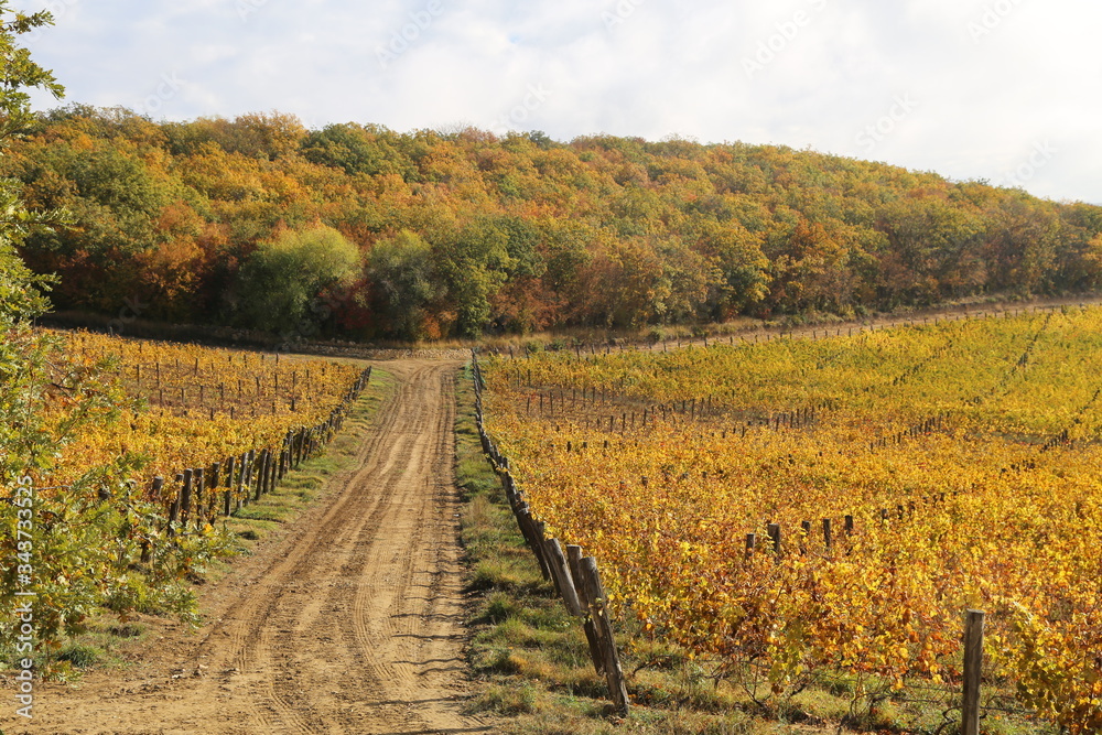 Vineyards in autumn, grape harvest, vine, terroir. The concept of development of viticulture centres, harvesting in the fall.