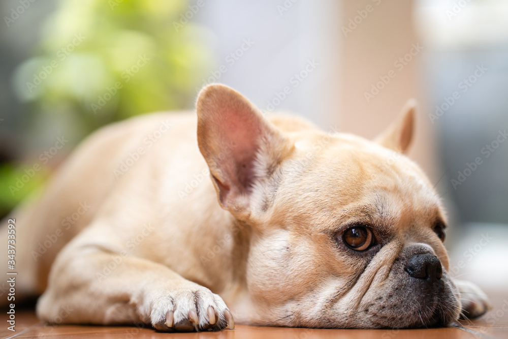 Cute french bulldog lying on the floor indoor.