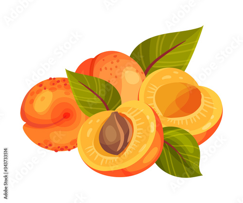 Pile of Ripe Round Apricots with Leaves Isolated on White Background Vector Illustration