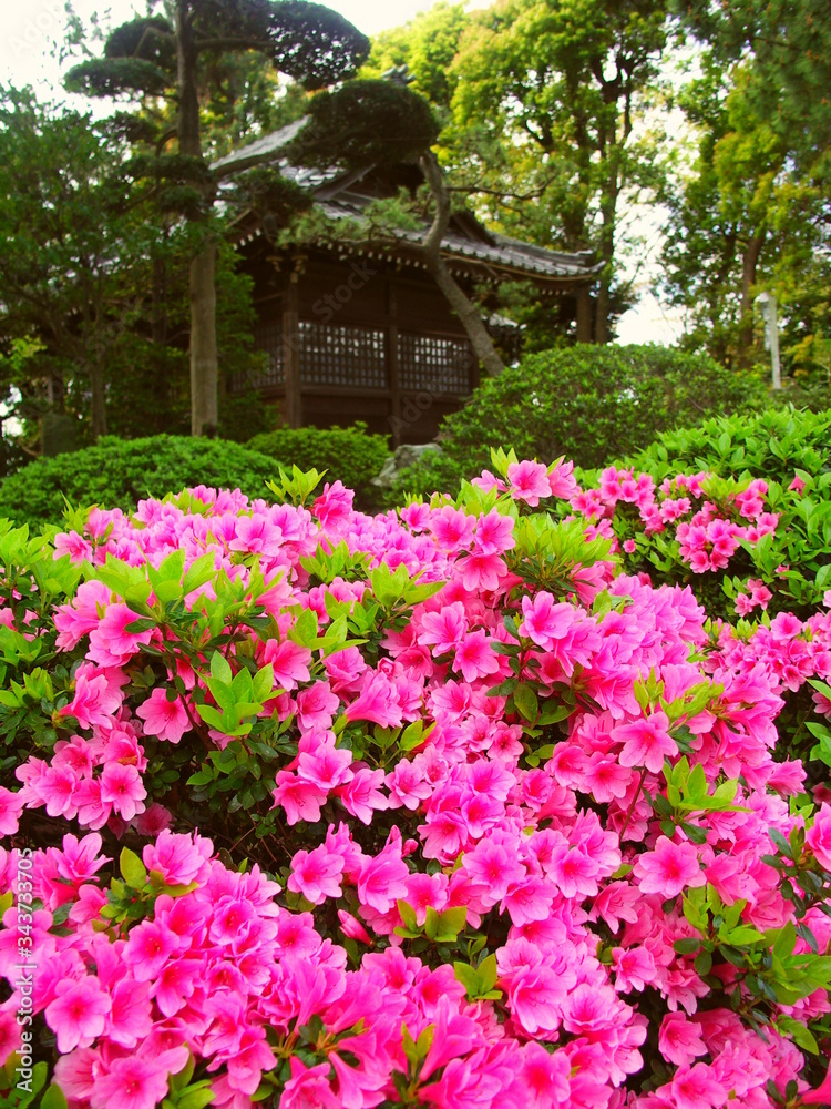 神社に咲くピンクの躑躅風景