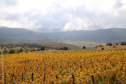 Vineyards in autumn, grape harvest, vine, terroir. The concept of development of viticulture centres, harvesting in the fall.