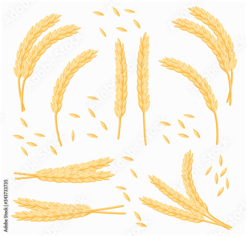 Set of cartoon bunch of wheat, oats or barley isolated on white background. Vector set of wheat ears. Grains of cereals. Harvest, agriculture or bakery theme. Natural ingredient element. 