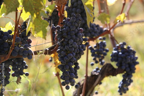 Vineyards in autumn, grape harvest, vine, terroir. The concept of development of viticulture centres, harvesting in the fall.