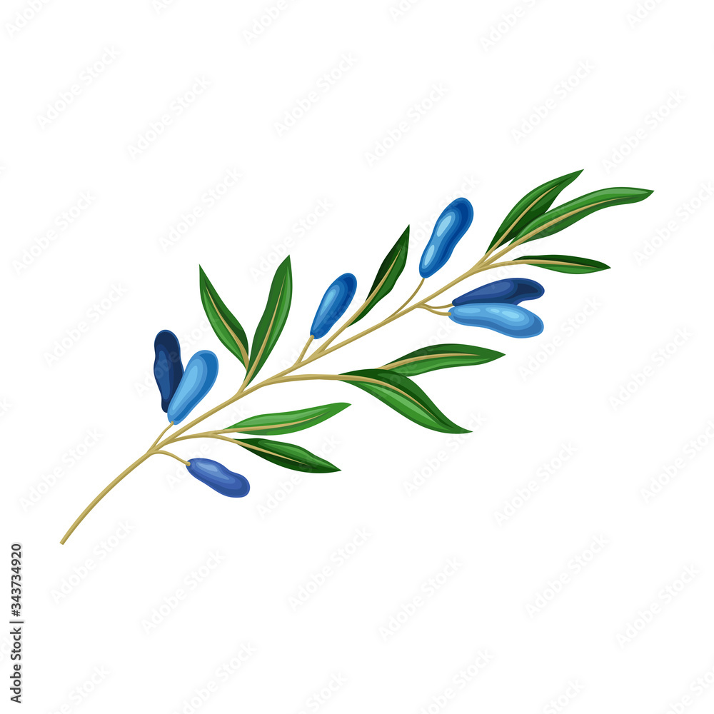 Obraz premium Honeysuckle Branch with Blue Oblong Berries and Green Fibrous Leaves Vector Illustration