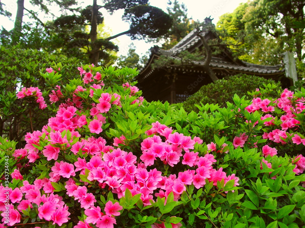 神社に咲くピンクの躑躅風景 神社に咲くピンクの躑躅風景