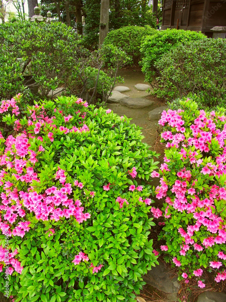 日本庭園に咲くピンクの躑躅