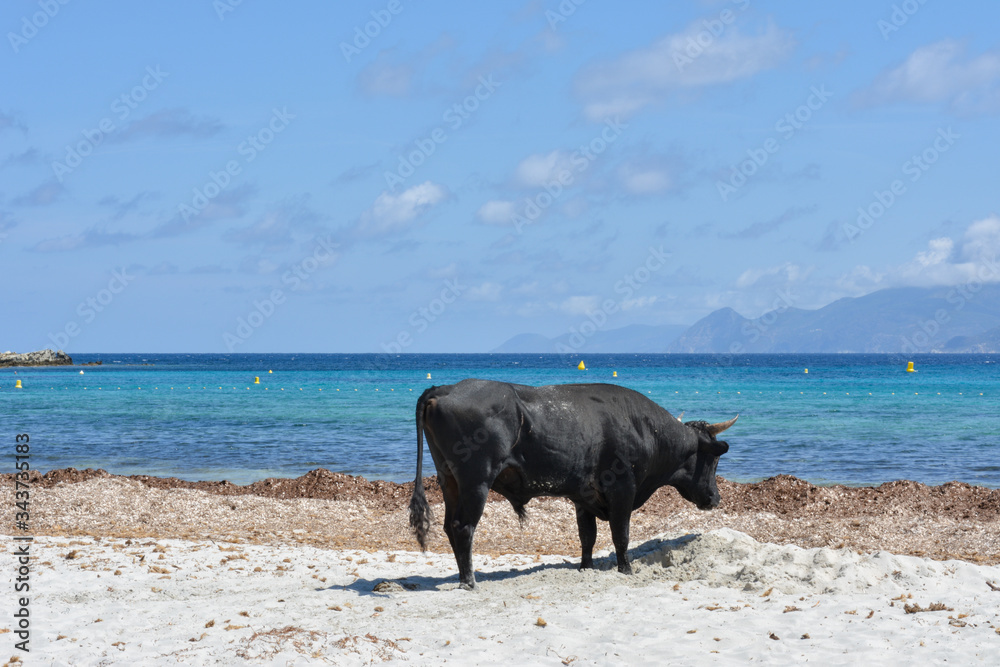 Bull on Plage du Lotu (Loto beach), Desert des Agriates. Corsica island, France Bull on Plage du Lotu (Loto beach), Desert des Agriates. Corsica island, France