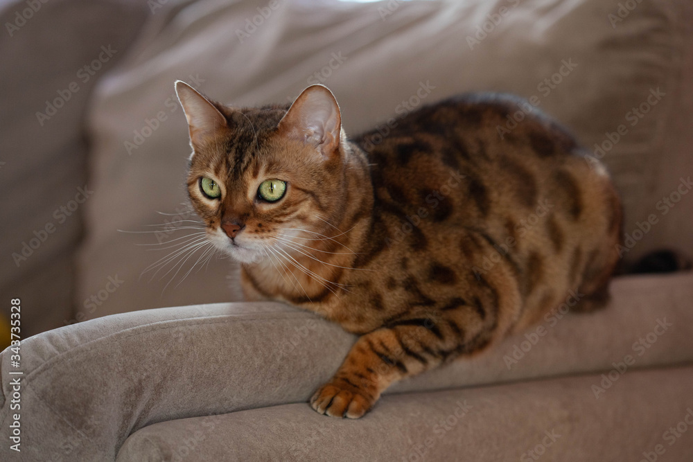 bengal cat is looking at something