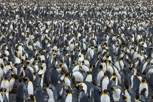 Fotobehang Huge colony of king penguins in one of natures great display