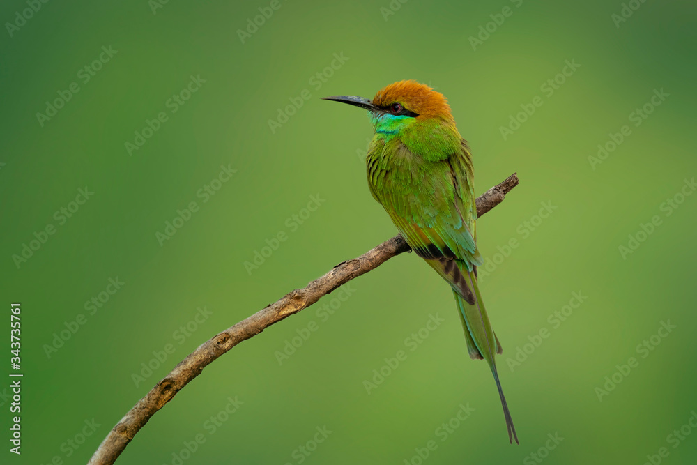 custom made wallpaper toronto digitalImage of Green Bee-eater bird(Merops orientalis) on a tree branch.