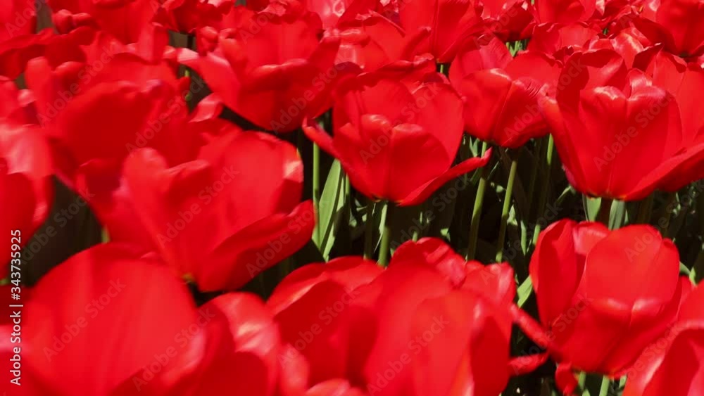 Slow and long travelling upon red tulips Slow and long travelling upon red tulips