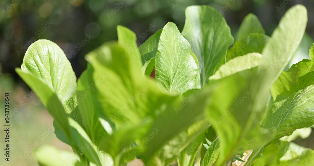 Green background,fresh green Chinese Cabbage-PAI TSAI or Brassica chinensis Jusl var parachinensis (Bailey) in morning sunlight Green background,fresh green Chinese Cabbage-PAI TSAI or Brassica chinensis Jusl var parachinensis (Bailey) in morning sunlight