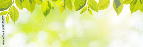  新緑の季節のイメージ（新しく芽吹いた若い黄緑色の葉）、明るい未来、新しいスタート、幸せ、などのイメージ