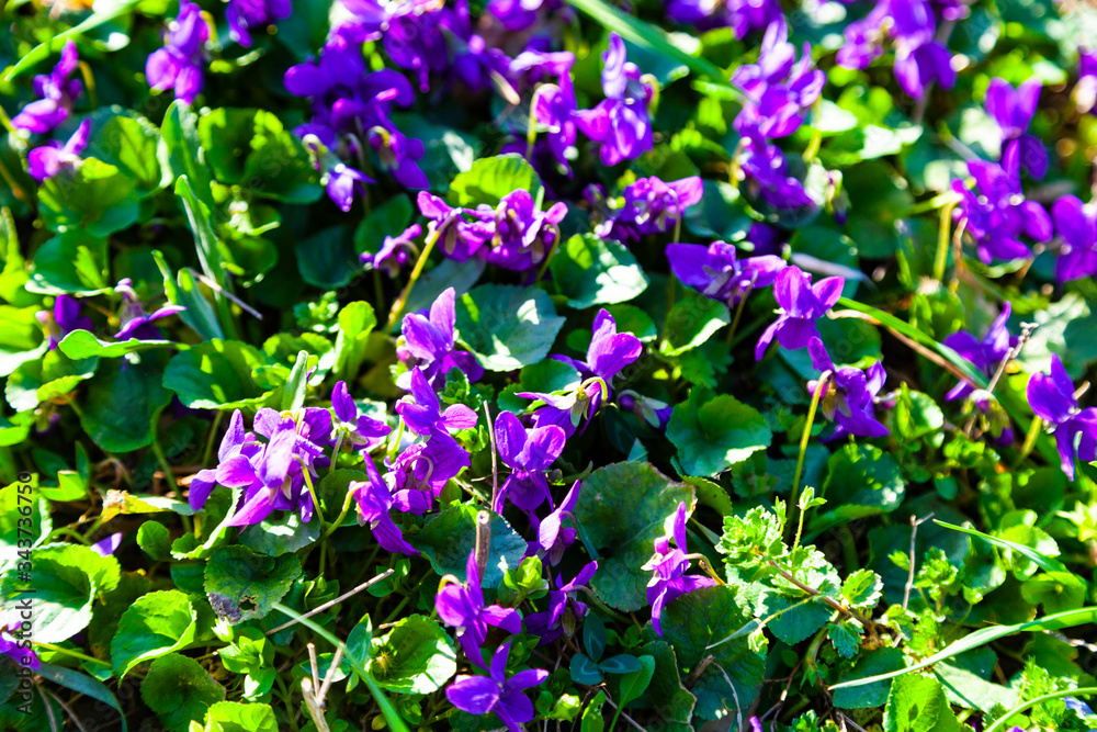 Lilac flowers in the grass in a spring park Lilac flowers in the grass in a spring park