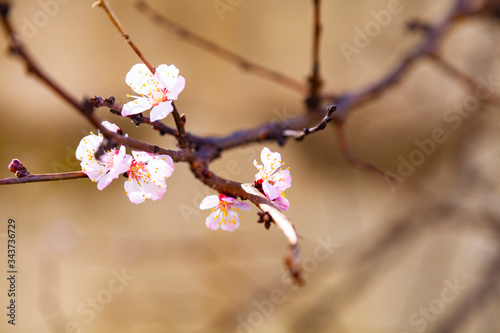 Wallpaper Mural Blooming apricot in the spring. Torontodigital.ca