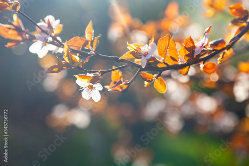 Blooming tree in the spring.