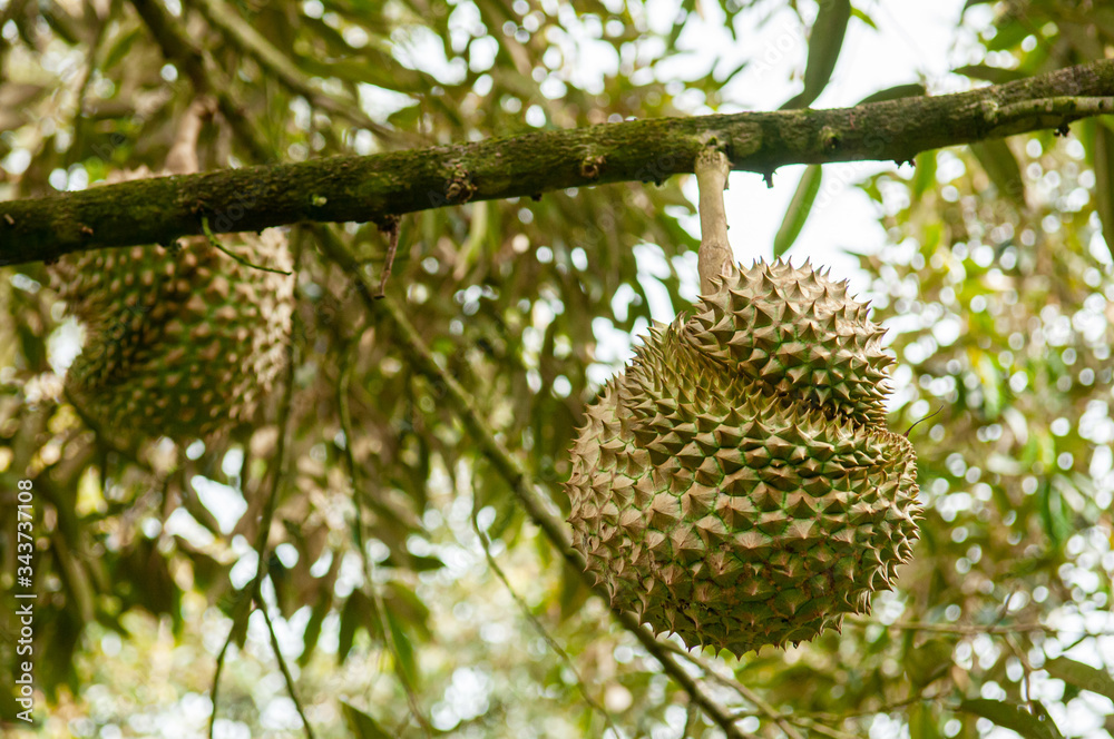 Fresh whole Durian on its tree in Thailand fruit orchard Fresh whole Durian on its tree in Thailand fruit orchard