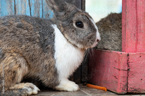 Little rabbit on the farm