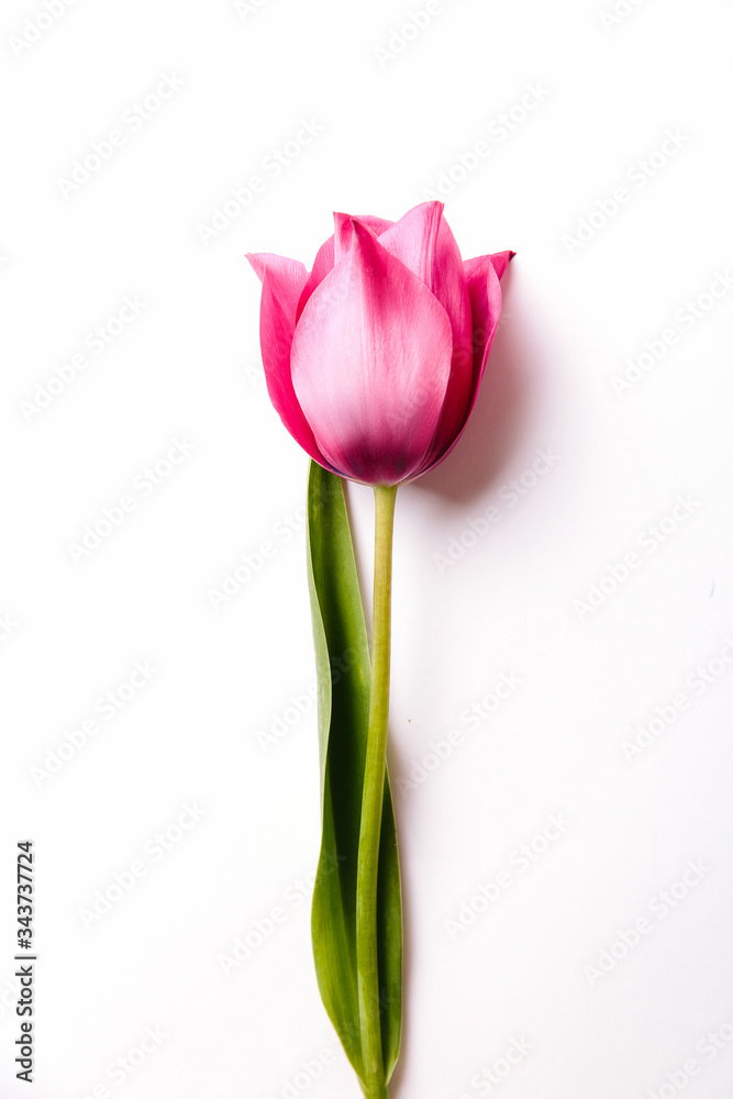 Red or pink tulip on a white isolated background. spring concept, mother's day. Red or pink tulip on a white isolated background. spring concept, mother's day.