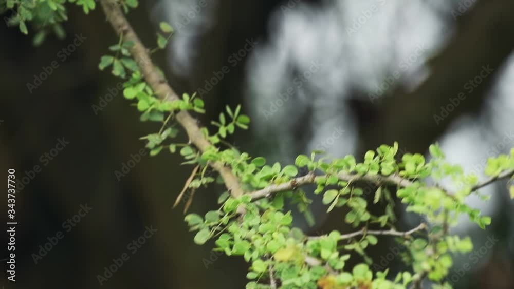 Two brown birds flying of a branch in the kenyan bush, Africa Two brown birds flying of a branch in the kenyan bush, Africa