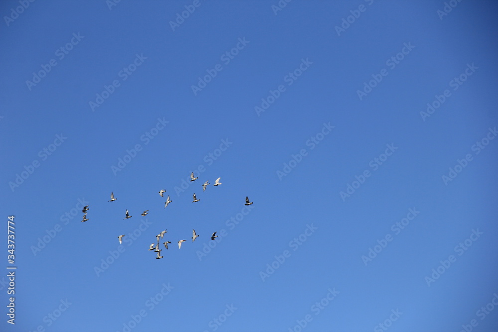 Obraz premium 雲一つ無い青空を飛ぶ鳩の群れ