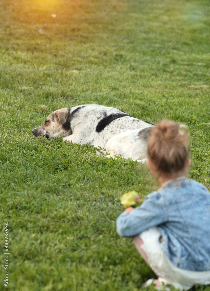 A sleeping dog in the park on the grass, little girl in a denim jacket sits with her back and looks . On the Sunset. Concept animals and man. Childhood. Summer. Nature A sleeping dog in the park on the grass, little girl in a denim jacket sits with her back and looks . On the Sunset. Concept animals and man. Childhood. Summer. Nature