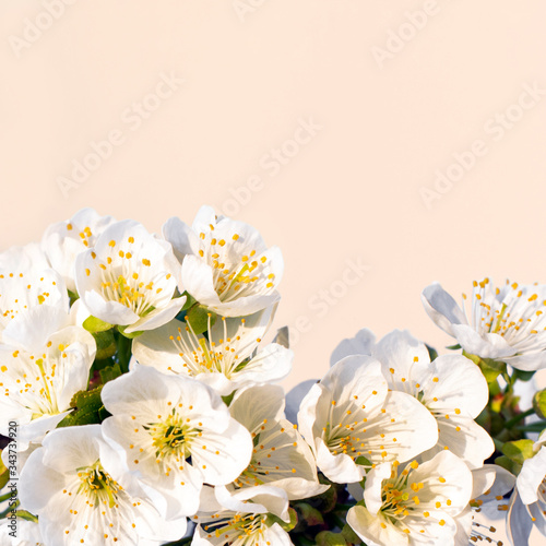 Blooming spring cherry flowers on a light background, copy space, place for your text. © Юлия Усикова