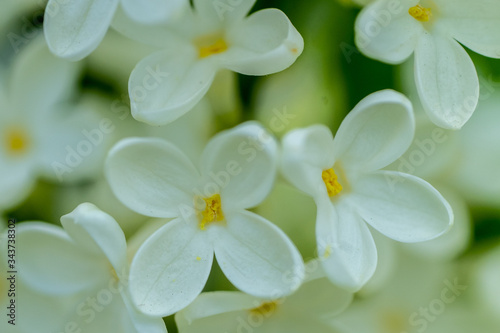 white frangipani flower