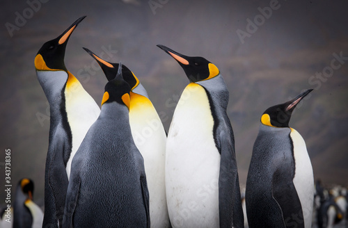 Fototapeta Beautiful King Penguins Looking All Around