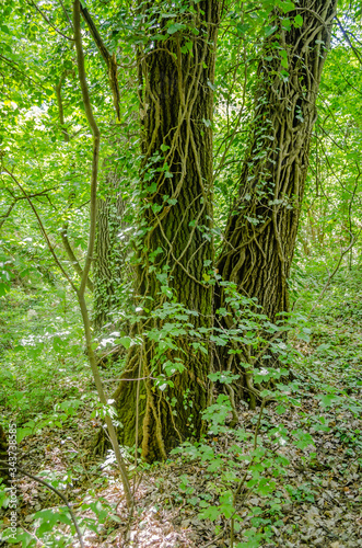 Stems showing the rootlets used to cling to walls and tree trunks.