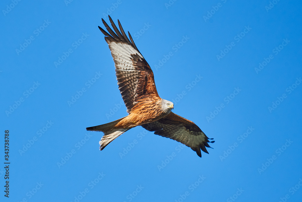 Obraz premium Rotmilan (Milvus milvus)
