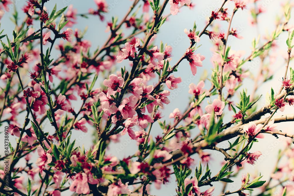 Beautiful peach blossom in spring time over blue sky. Blossom tree over nature background Beautiful peach blossom in spring time over blue sky. Blossom tree over nature background