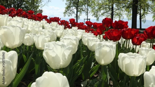 Slow left travelling with white and red tulips 