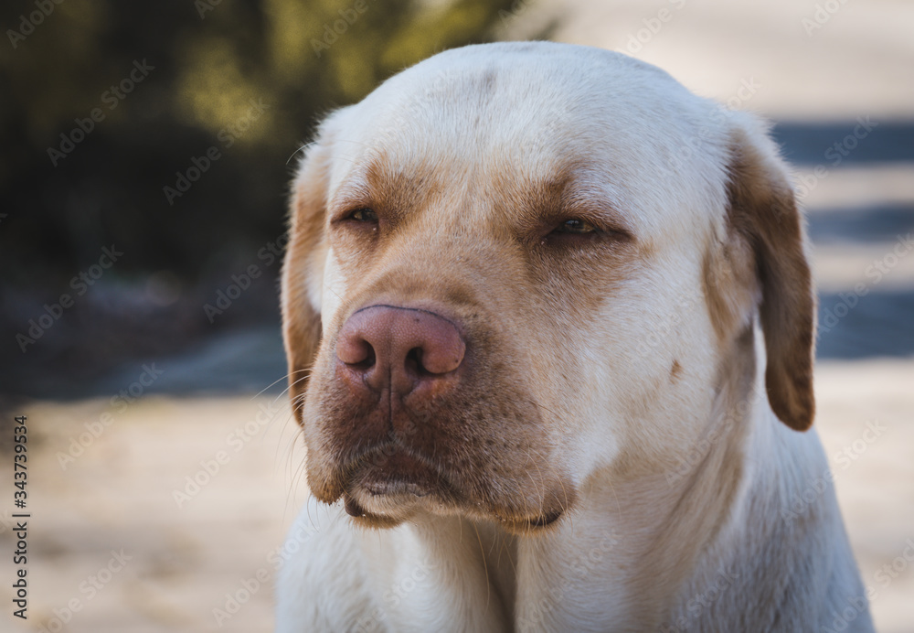 portrait of a yellow labrador retriever, close-up, sleepy eyes looking carefully at something