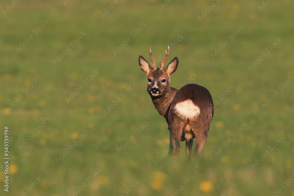Fototapeta premium roebuck standing in the blooming meadow. Wildlife scene fron spring nature. Wildlife scene with deer, Czech. Roe deer, Capreolus capreolus, walking in the grass. roe in a natural habitat.