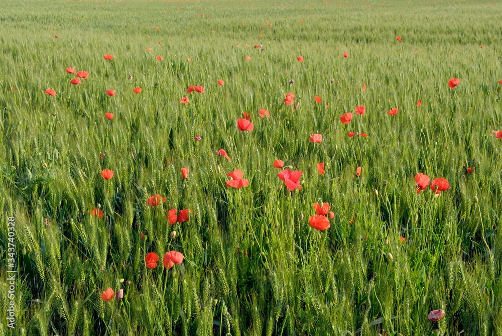 Fototapeta premium Champ de blé envahi par des coquelicots