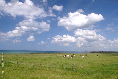 Fototapeta Naklejka Na Ścianę i Meble -  Herbage en bord de mer avec troupeau de taurillons sous un ciel bleu nuageux