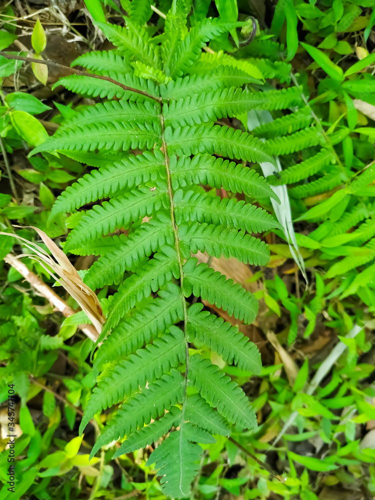 Fern fronds form natural abstract patterns in the summer woods. Background Fern fronds form natural abstract patterns in the summer woods. Background