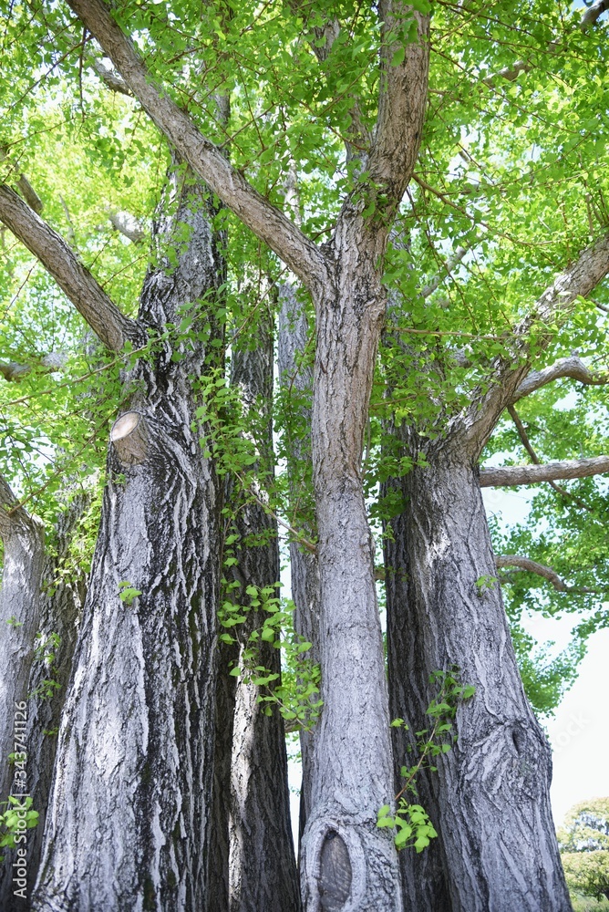 Ginkgo trunk and bark / Ginkgoaceae deciduous tree