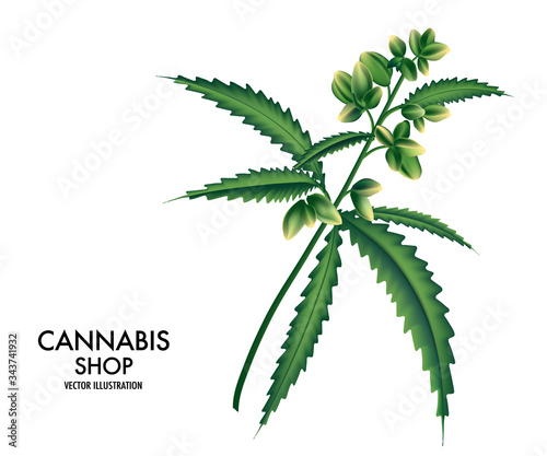 Blooming cannabis, Marijuana plant with early white Flowers, cannabis hamp leaves, marihuana plant leaves, buds plantation. Medical use advertising, vector