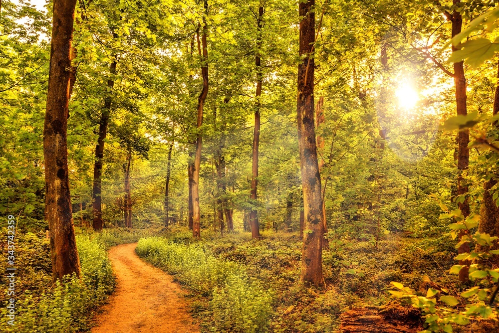 schöner waldweg durch wald im frühling mit sonnenlicht schöner waldweg durch wald im frühling mit sonnenlicht