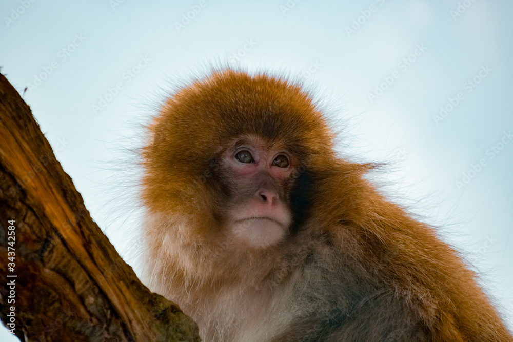 Obraz premium Japan makak