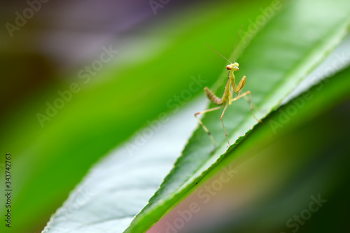 Green praying mantis on a leaf in the garden
