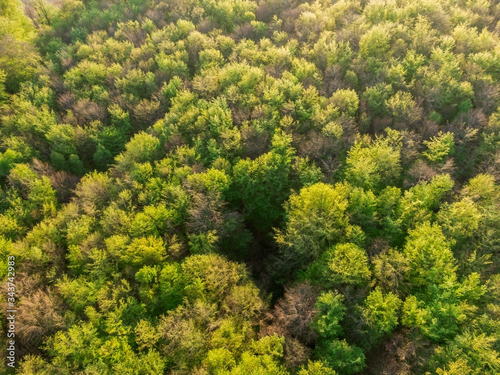 top view of the green tree top of the European forest in spring-
Abstract nature backdrop as seen from drone. Spring green foliage  European scenery