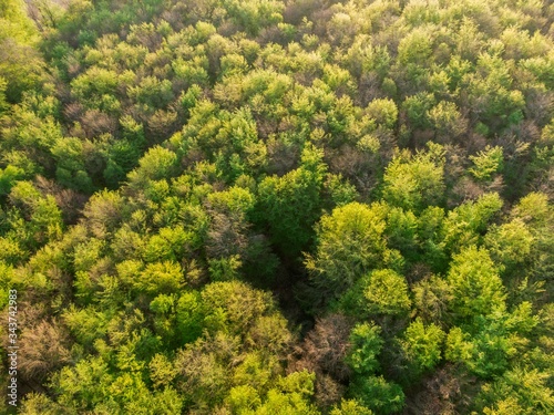 top view of the green tree top of the European forest in spring- Abstract nature backdrop as seen from drone. Spring green foliage  European scenery © Riko Best