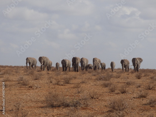 Photography Herd of Elephants